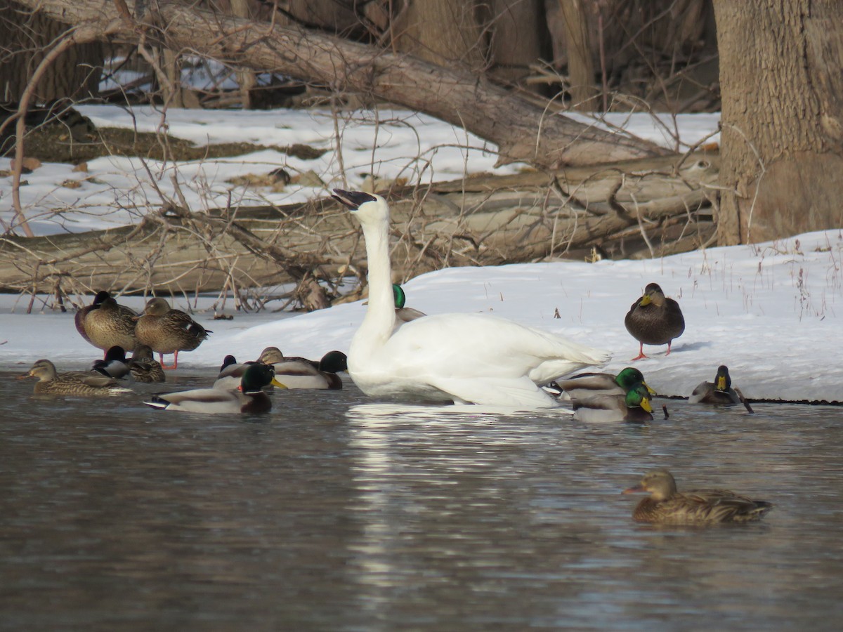 Cygne trompette - ML647739921