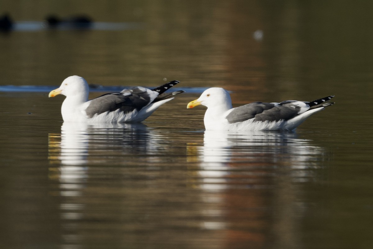 Goéland d'Audubon - ML647739922