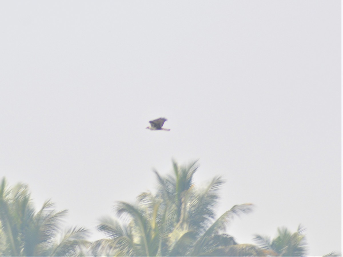 Aigle de Bonelli - ML647739923