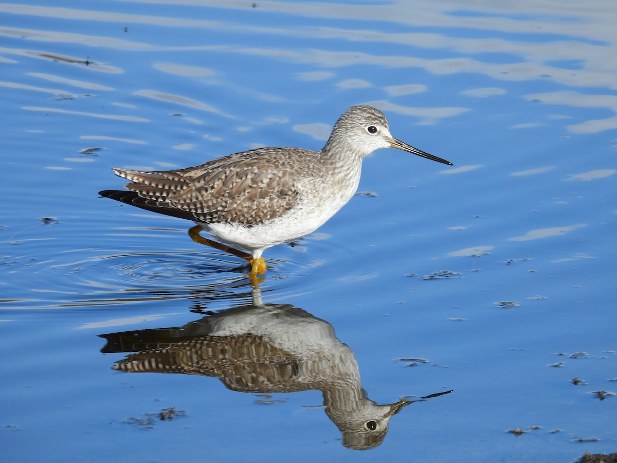 Grand Chevalier - ML647739924