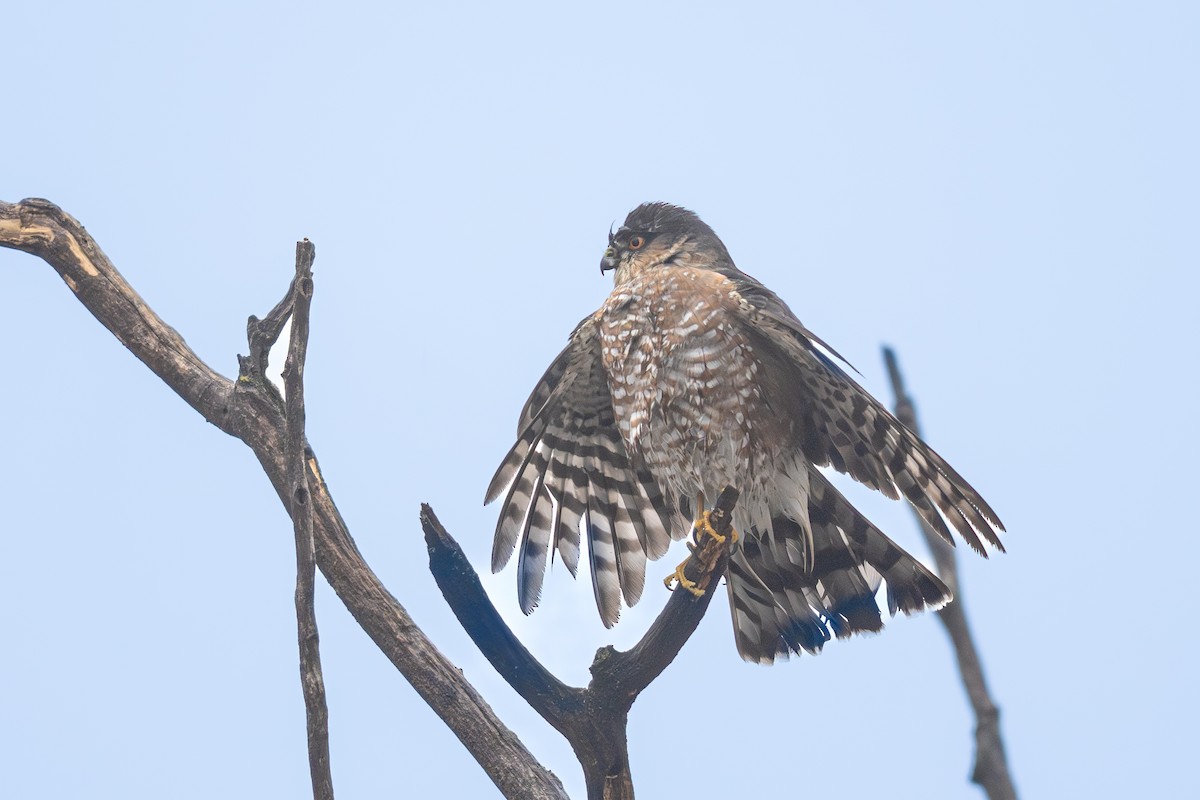 Épervier brun - ML647739926