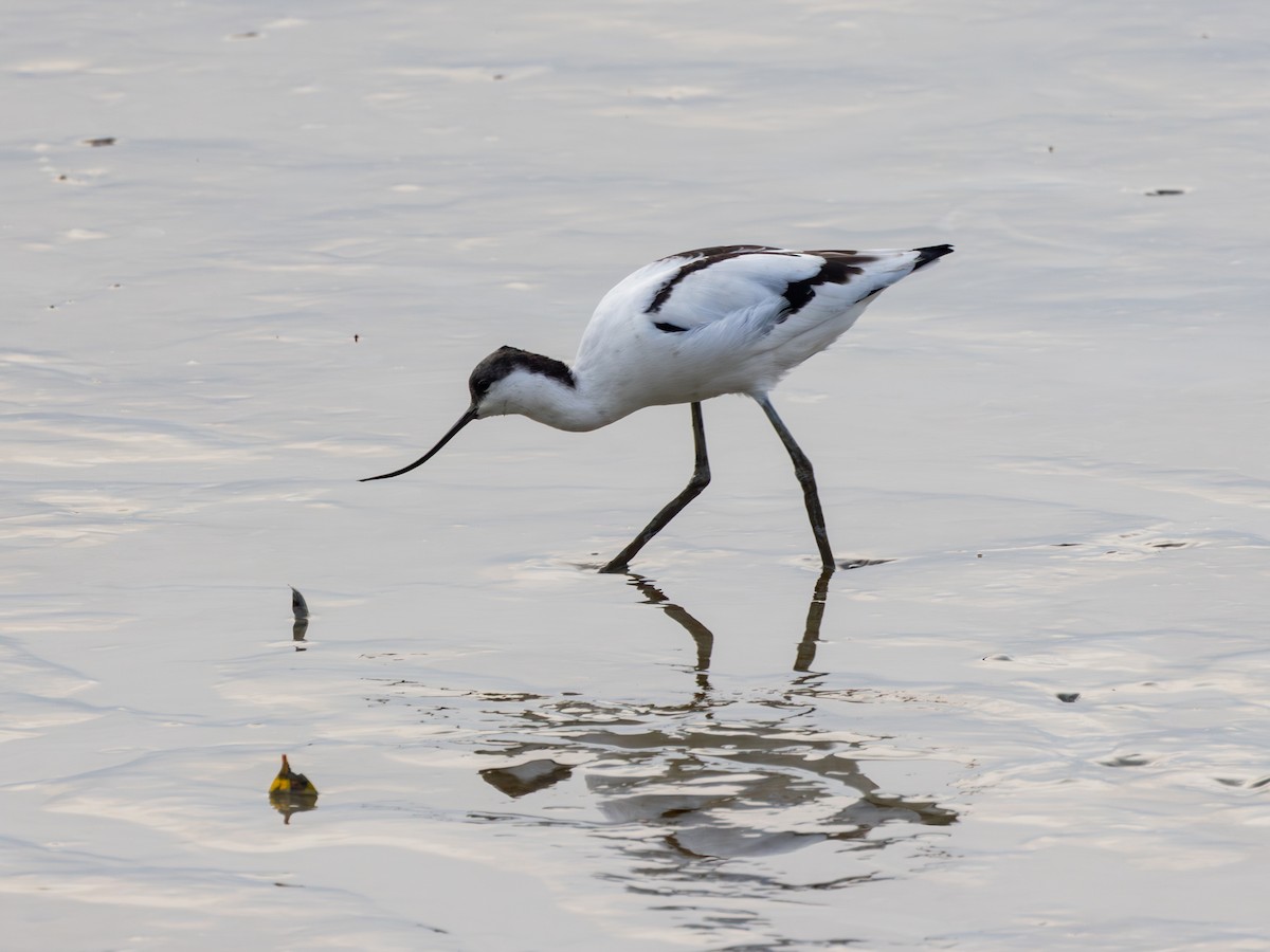 Avocette élégante - ML647739927