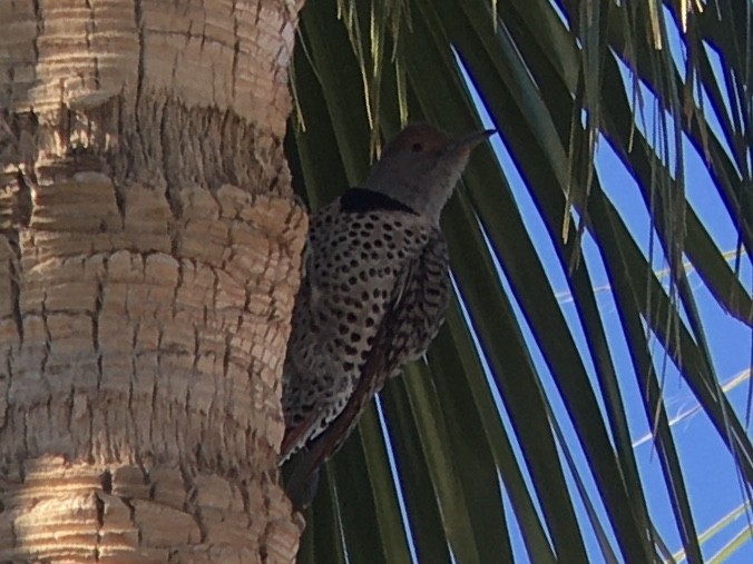 Pic flamboyant (groupe cafer) - ML647739928