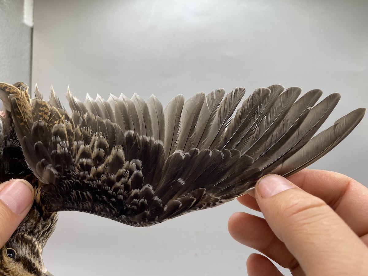 Bécassine sourde - ML647739929