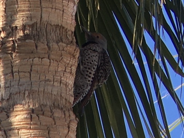 Pic flamboyant (groupe cafer) - ML647739930