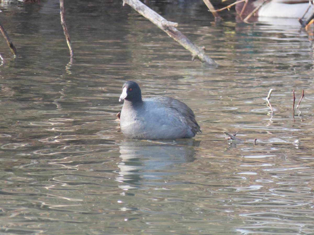 Foulque d'Amérique - ML647739934