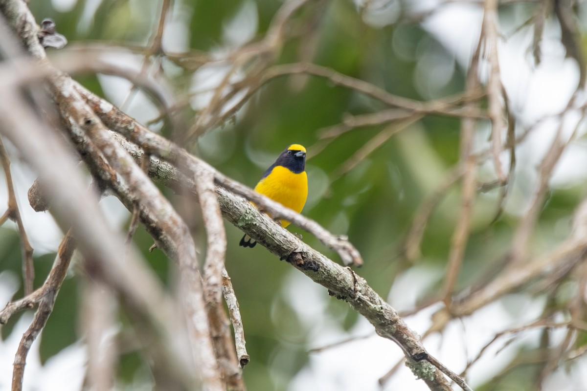 Organiste de brousse - ML647739935