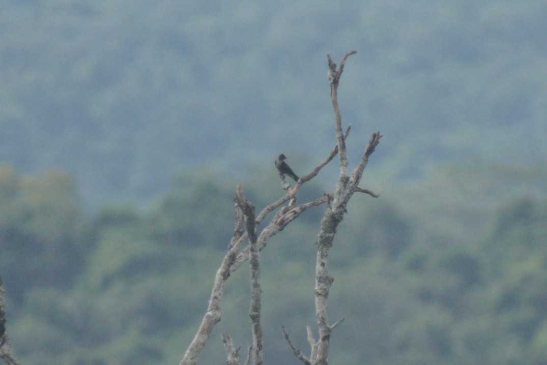 Hirondelle à ailes hérissées (ridgwayi/stuarti) - ML647739936