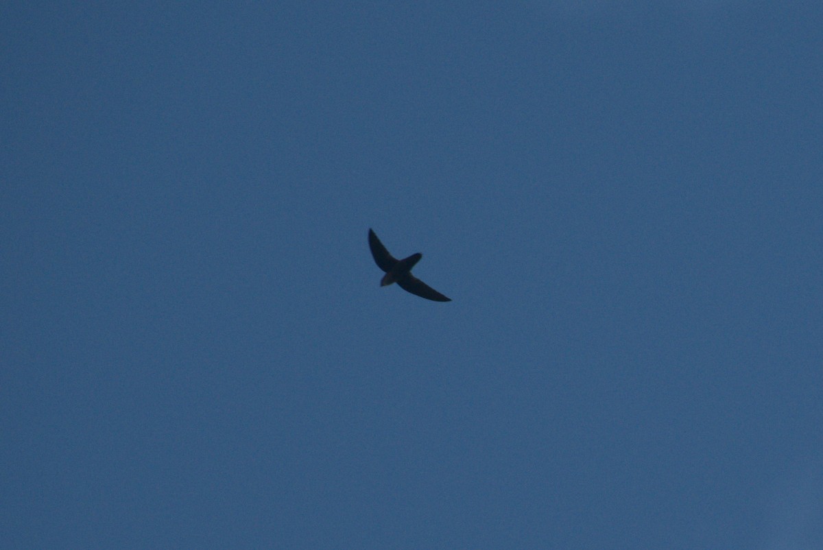 Martinet de Vaux - ML647739937