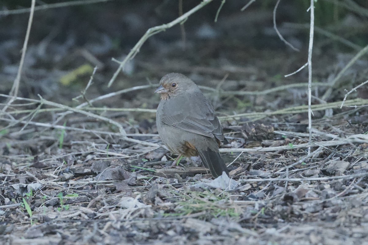 Tohi de Californie - ML647739938
