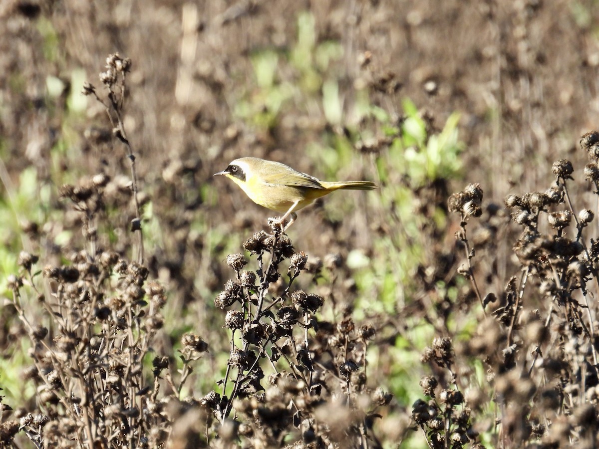 Paruline masquée - ML647739939