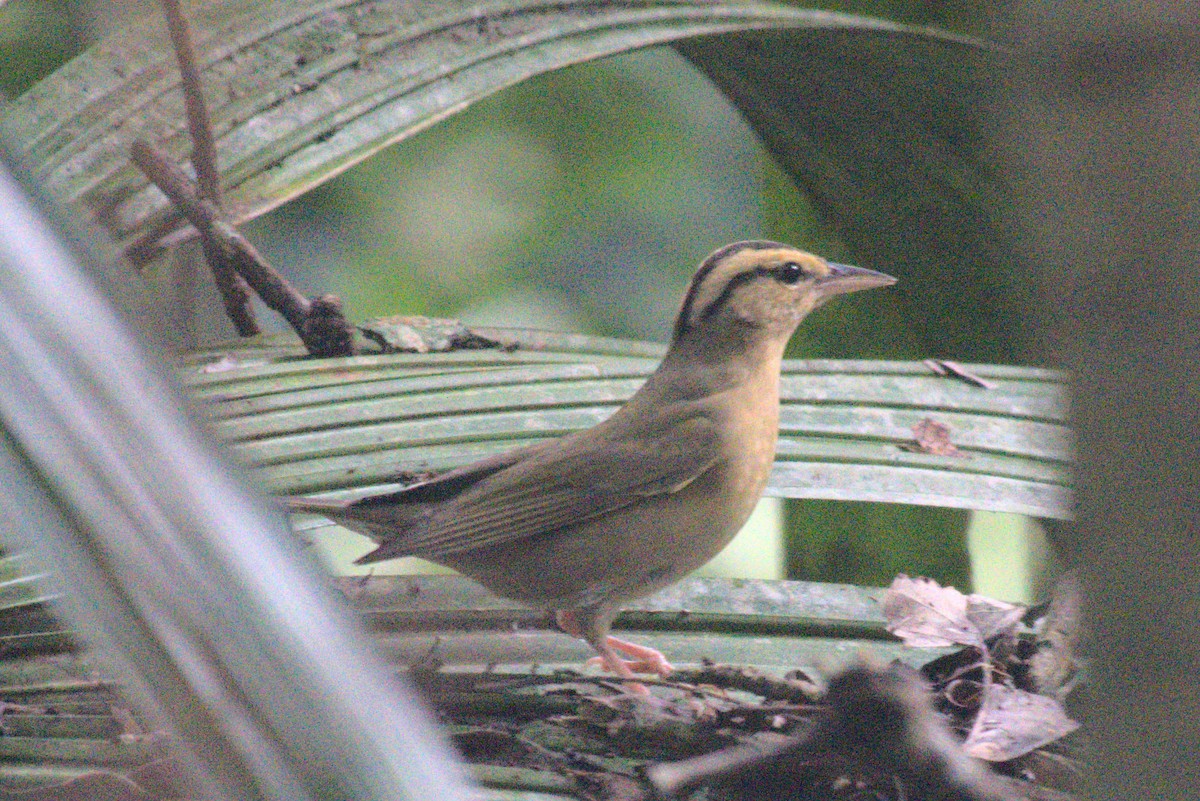 Paruline vermivore - ML647739941