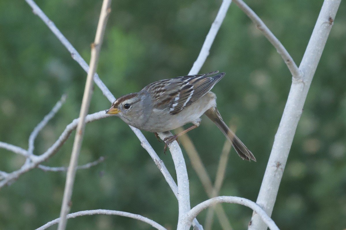 Bruant à couronne blanche - ML647739942
