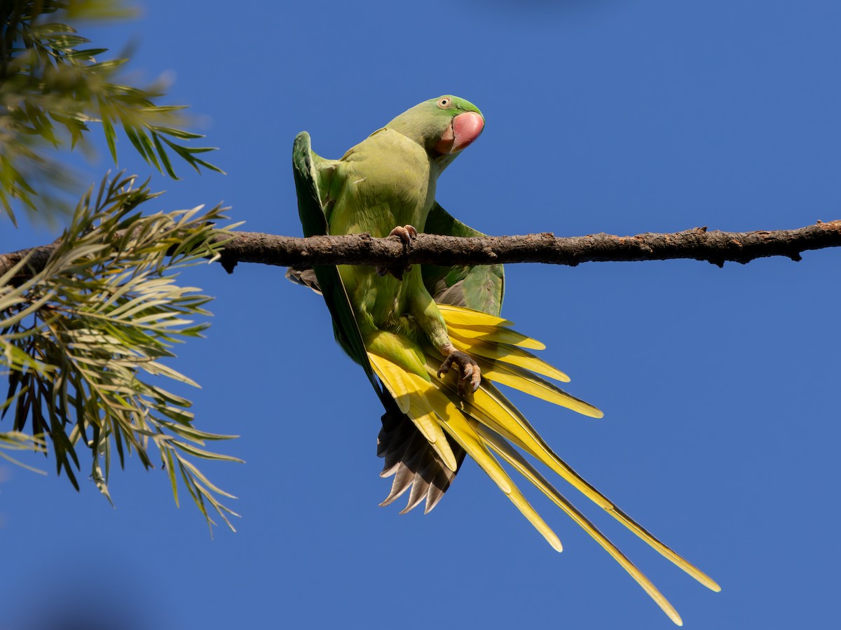 Alexandrine Parakeet - ML647739943