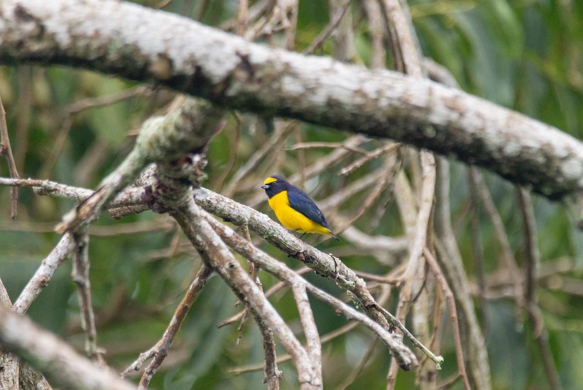 Scrub Euphonia - ML647739944