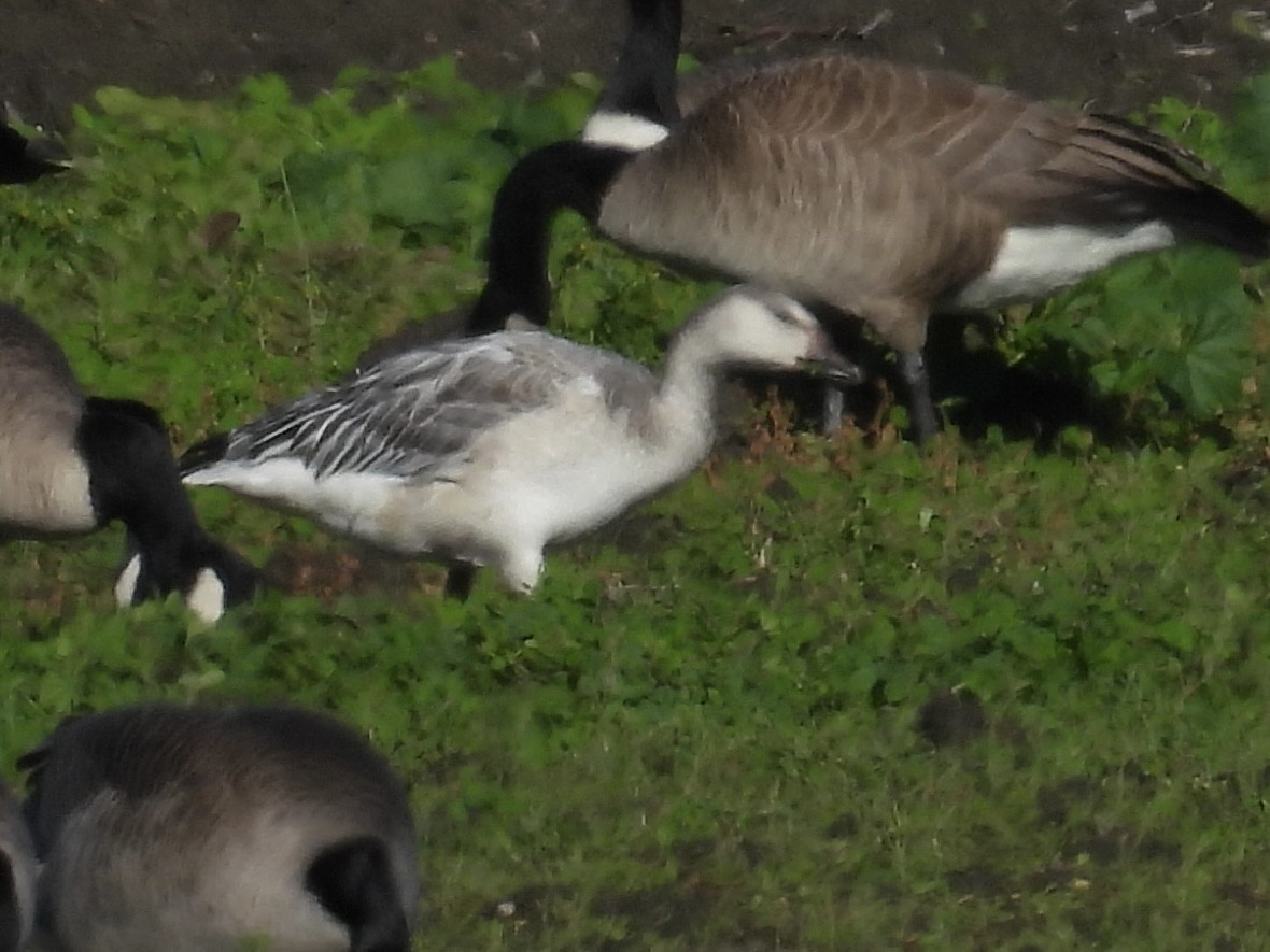 Snow Goose - ML647739946