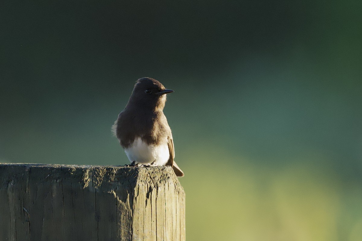 Black Phoebe - ML647739947