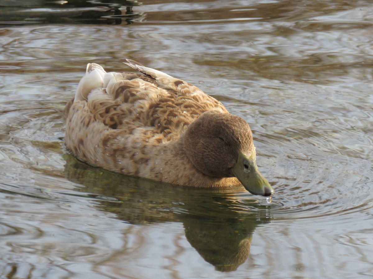 Mallard (Domestic type) - ML647739948