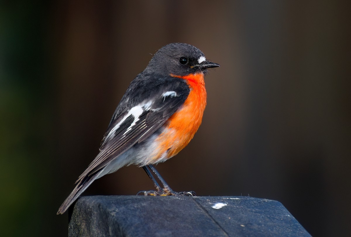 flammeflueskvett - ML647739949