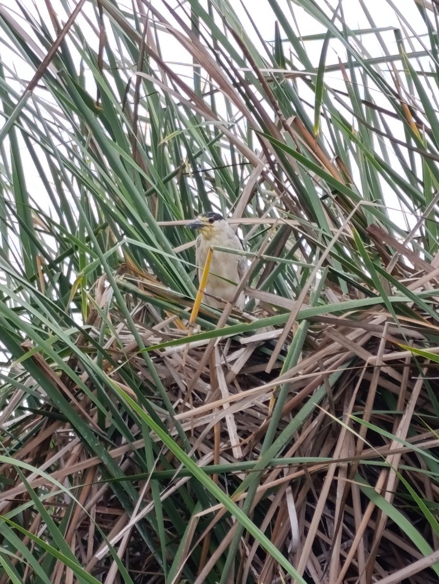 Black-crowned Night Heron - ML647739950