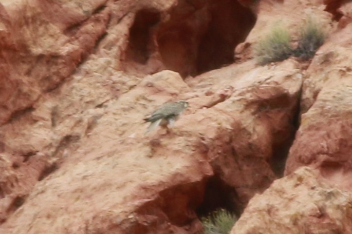 Prairie Falcon - ML647739957