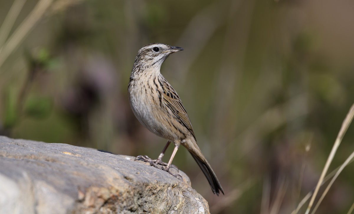 Upland Pipit - ML647739960