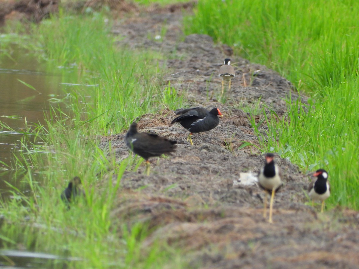 Watercock - ML647739961