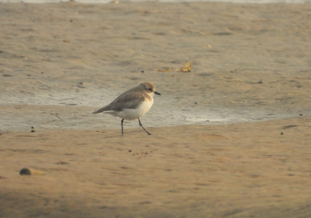Tibetan Sand-Plover - ML647739962