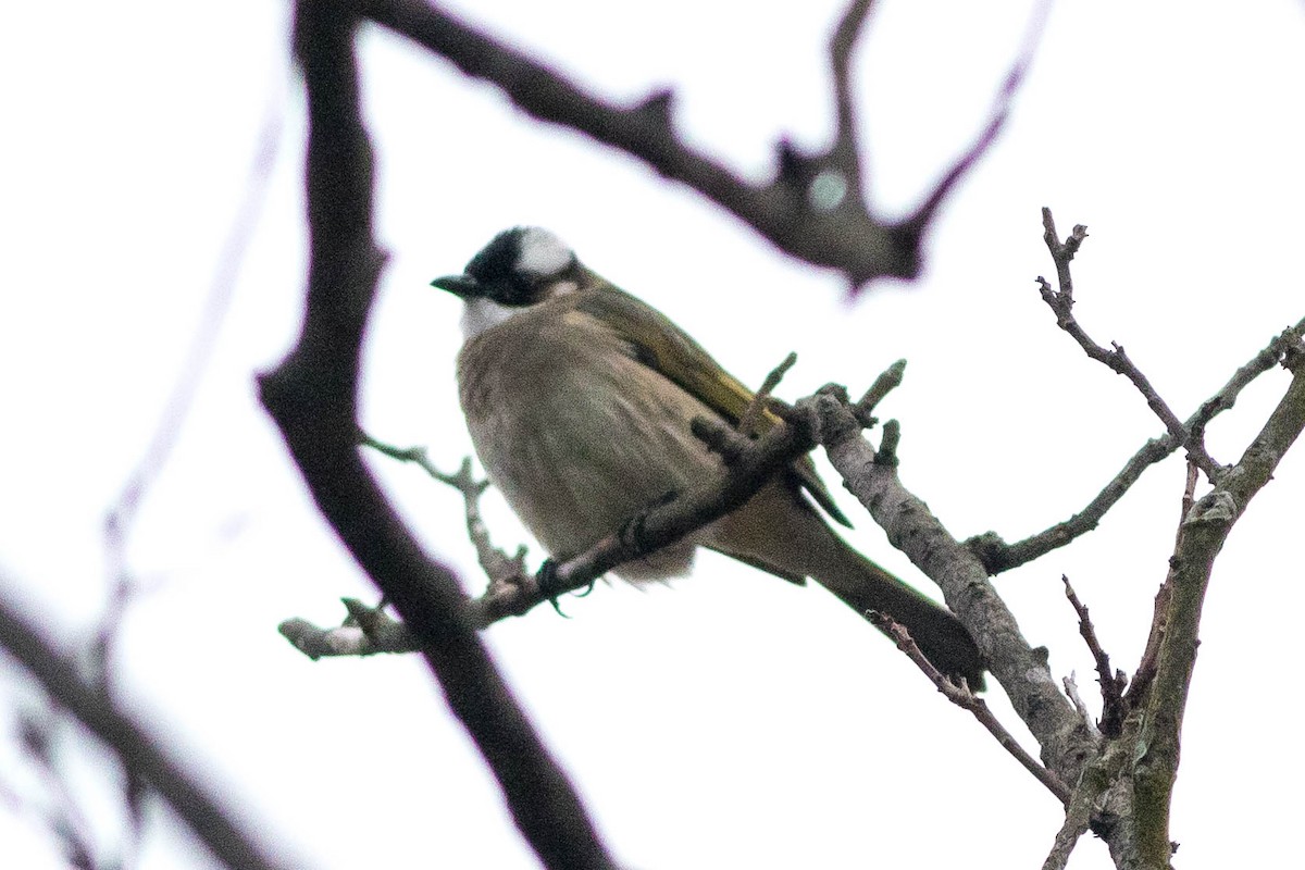 Light-vented Bulbul - ML647739963