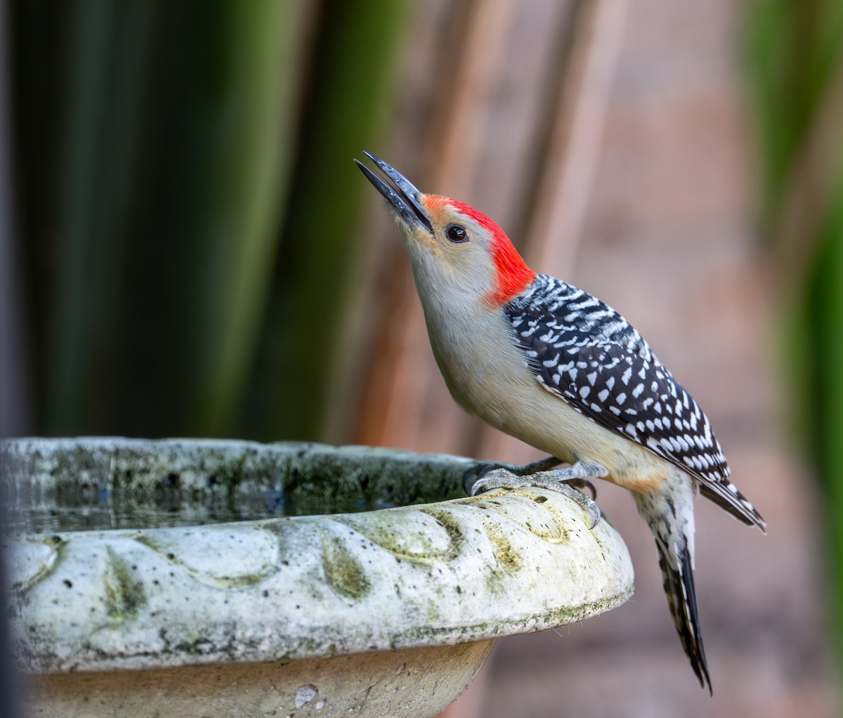 Red-bellied Woodpecker - ML647739964