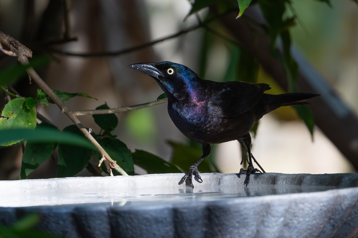 Common Grackle (Florida) - ML647739977