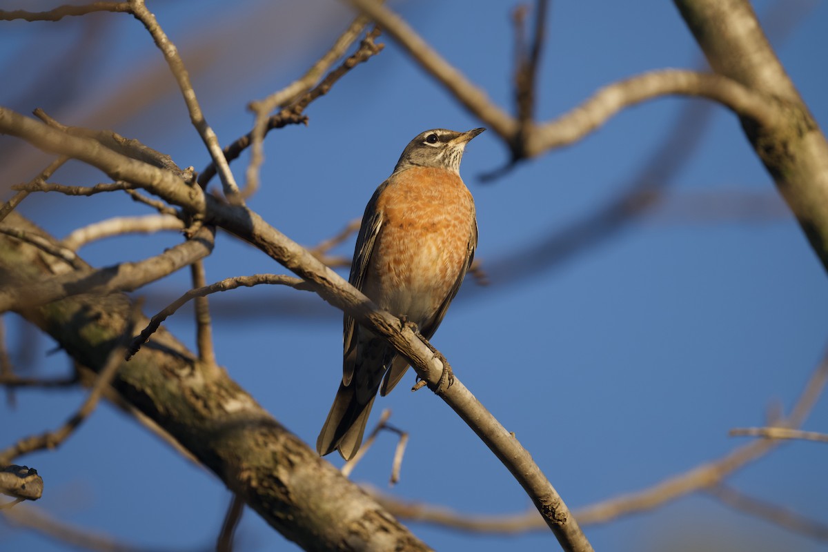 American Robin - ML647739978