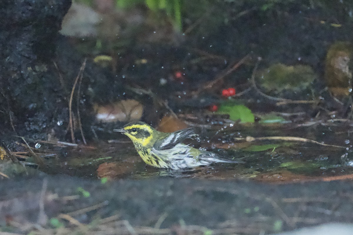 Townsend's Warbler - ML647739986