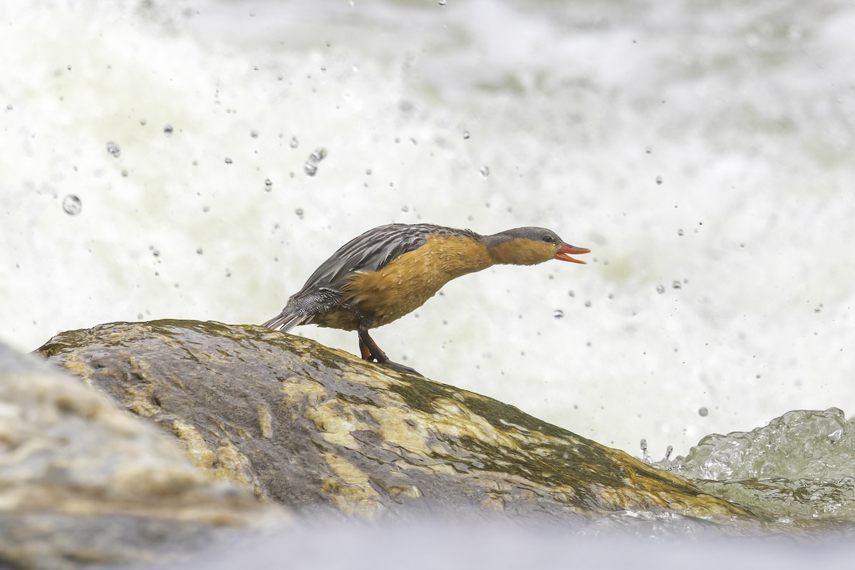 Torrent Duck - ML647739987