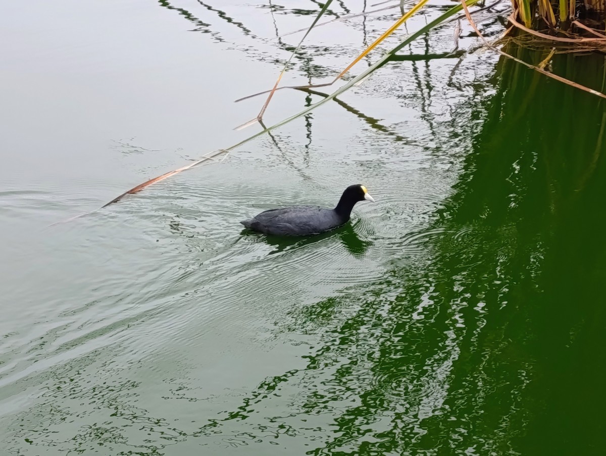 Slate-colored Coot - ML647739988