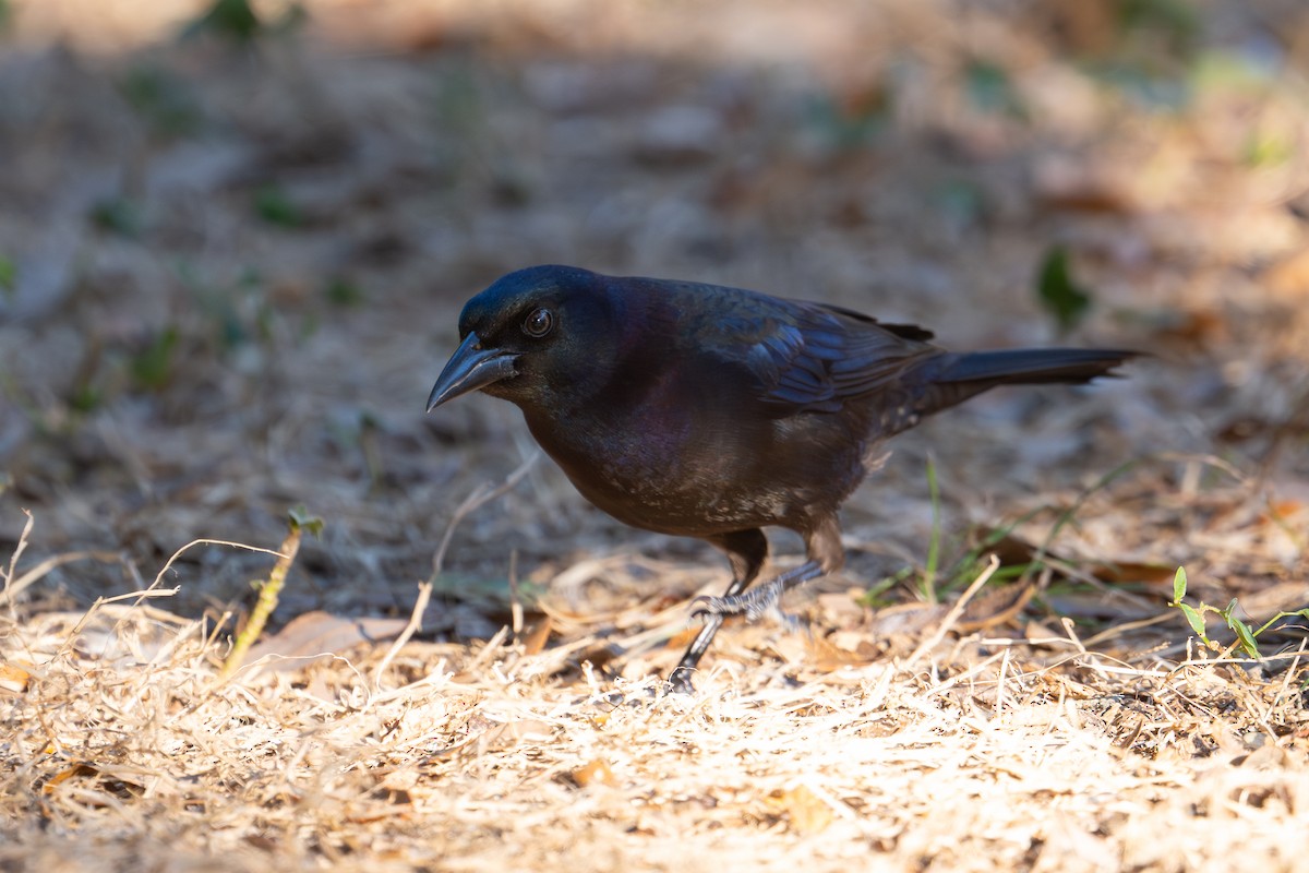 Common Grackle (Florida) - ML647739998