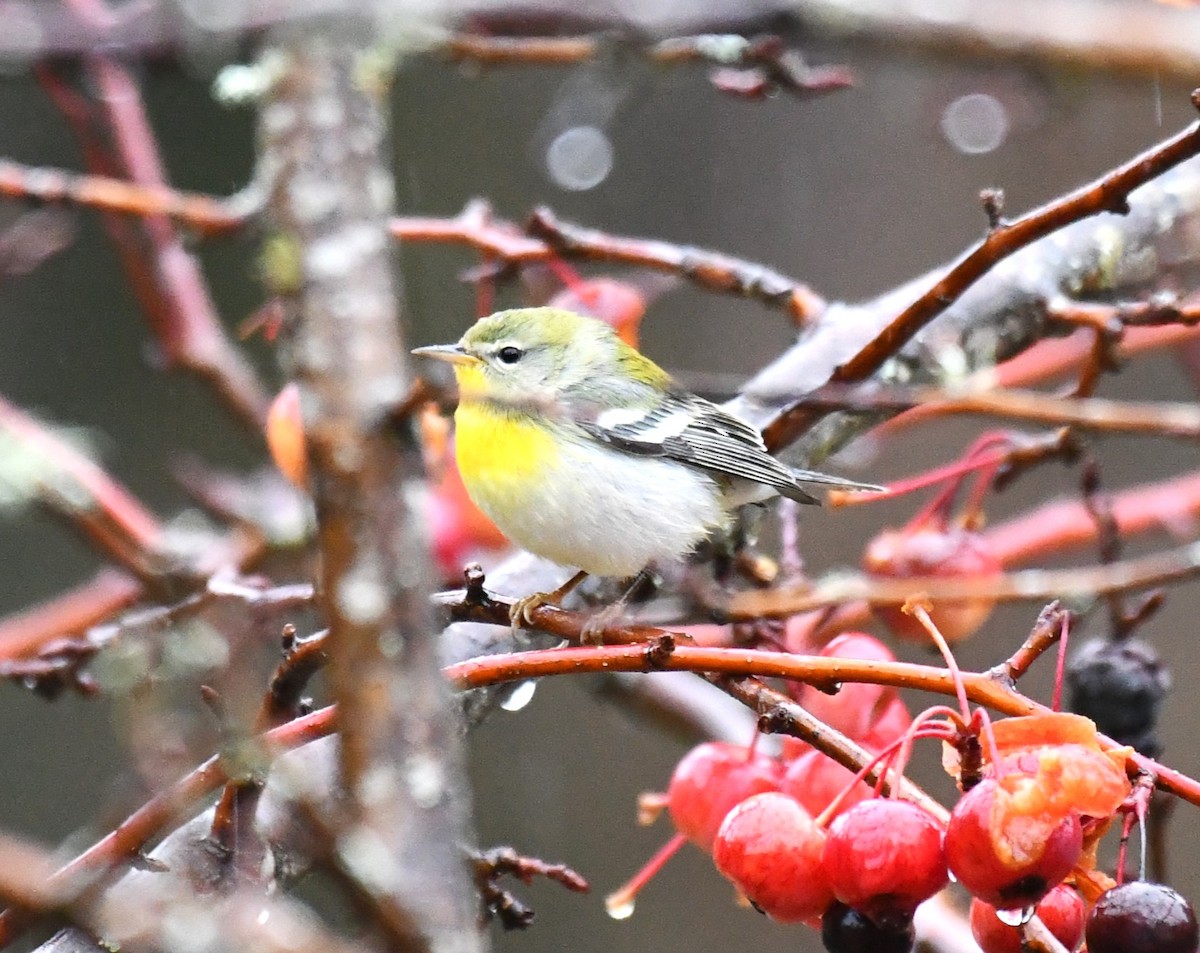 Northern Parula - ML647740015