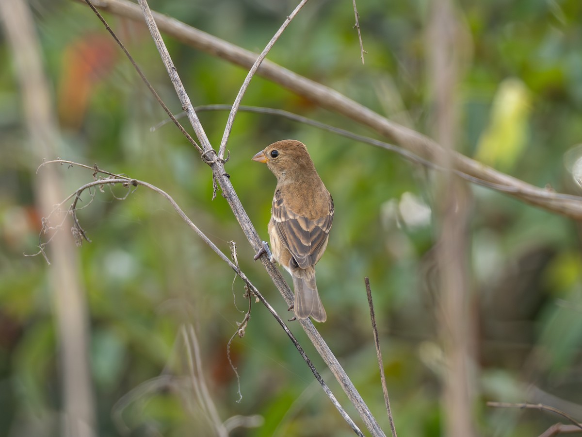 Indigo Bunting - ML647740019