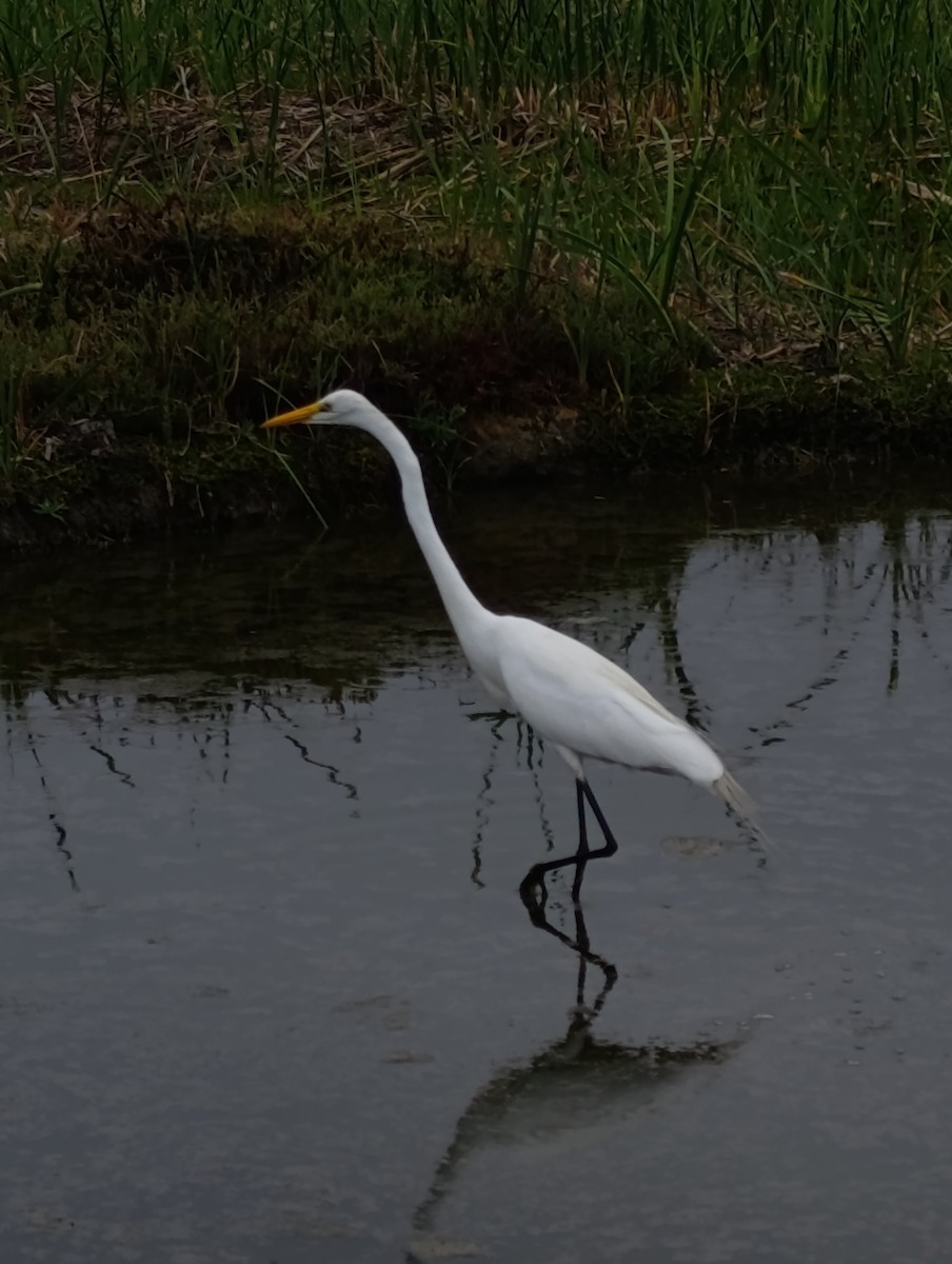 volavka bílá - ML647740025