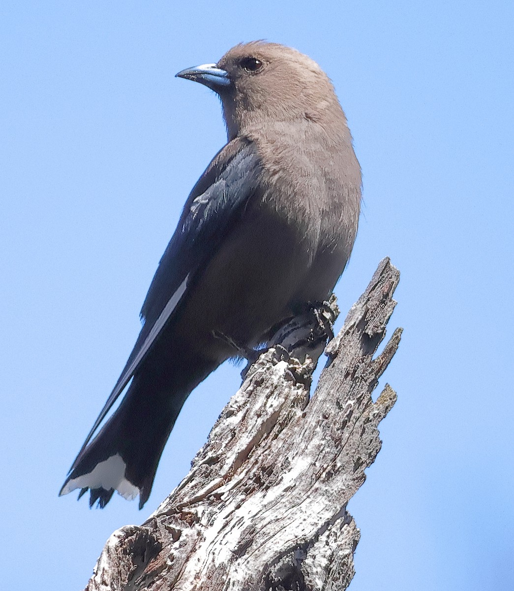 Dusky Woodswallow - ML647740028