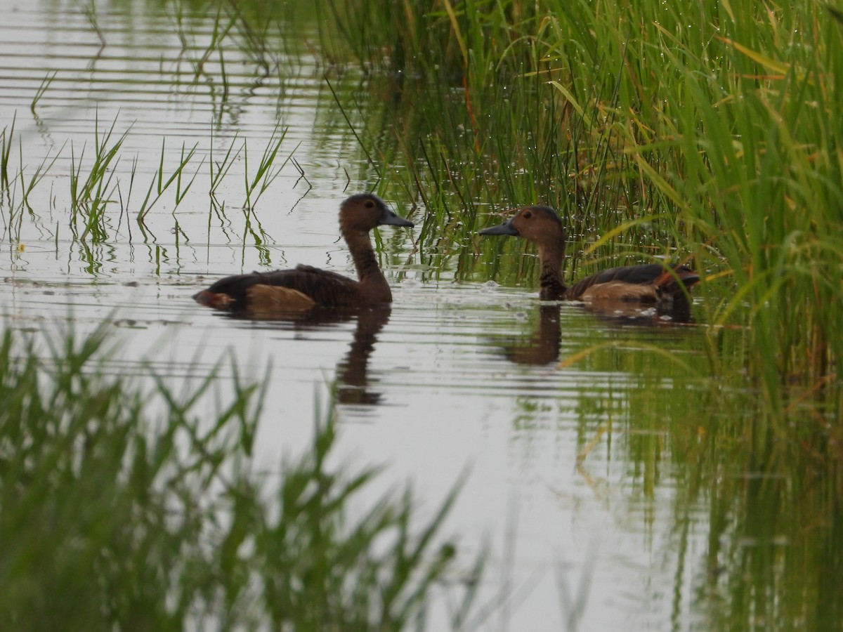 Zuhaitz-ahate javatarra - ML647740031