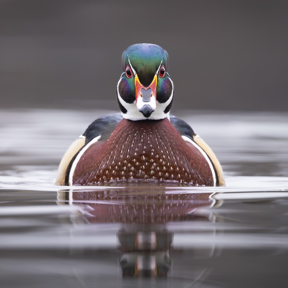 Ahate karolinarra - ML647740035