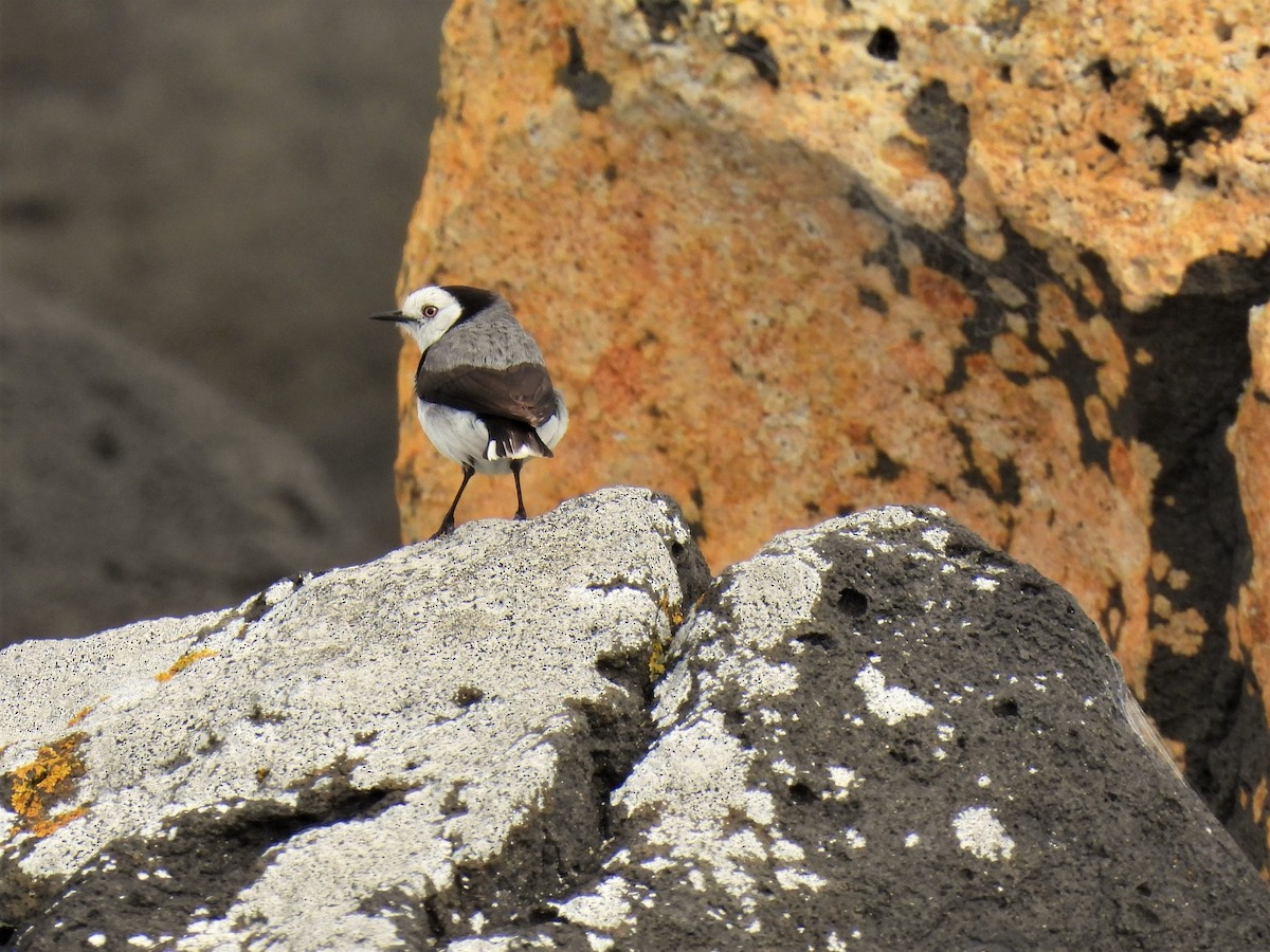 White-fronted Chat - ML647740036