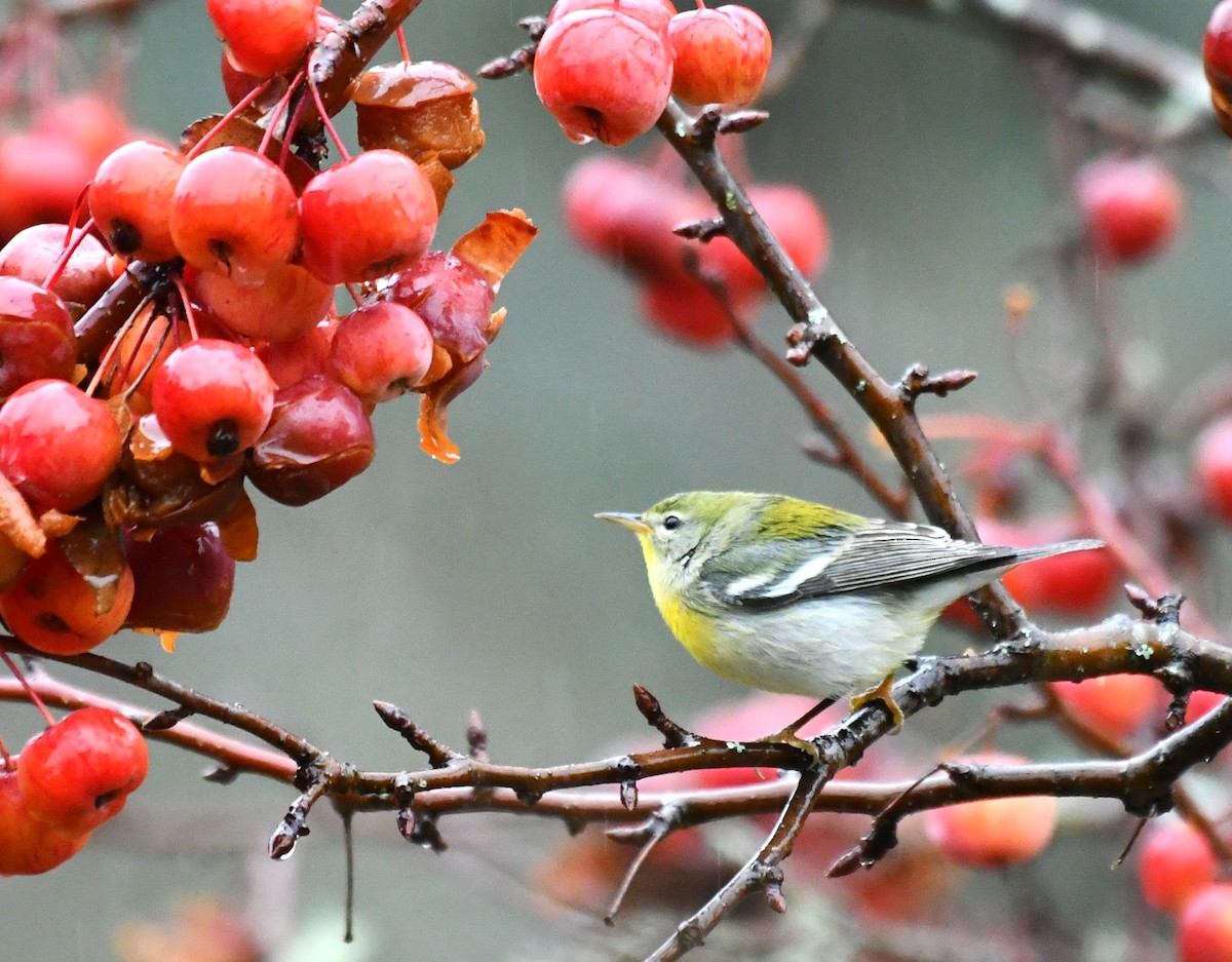 Northern Parula - ML647740043