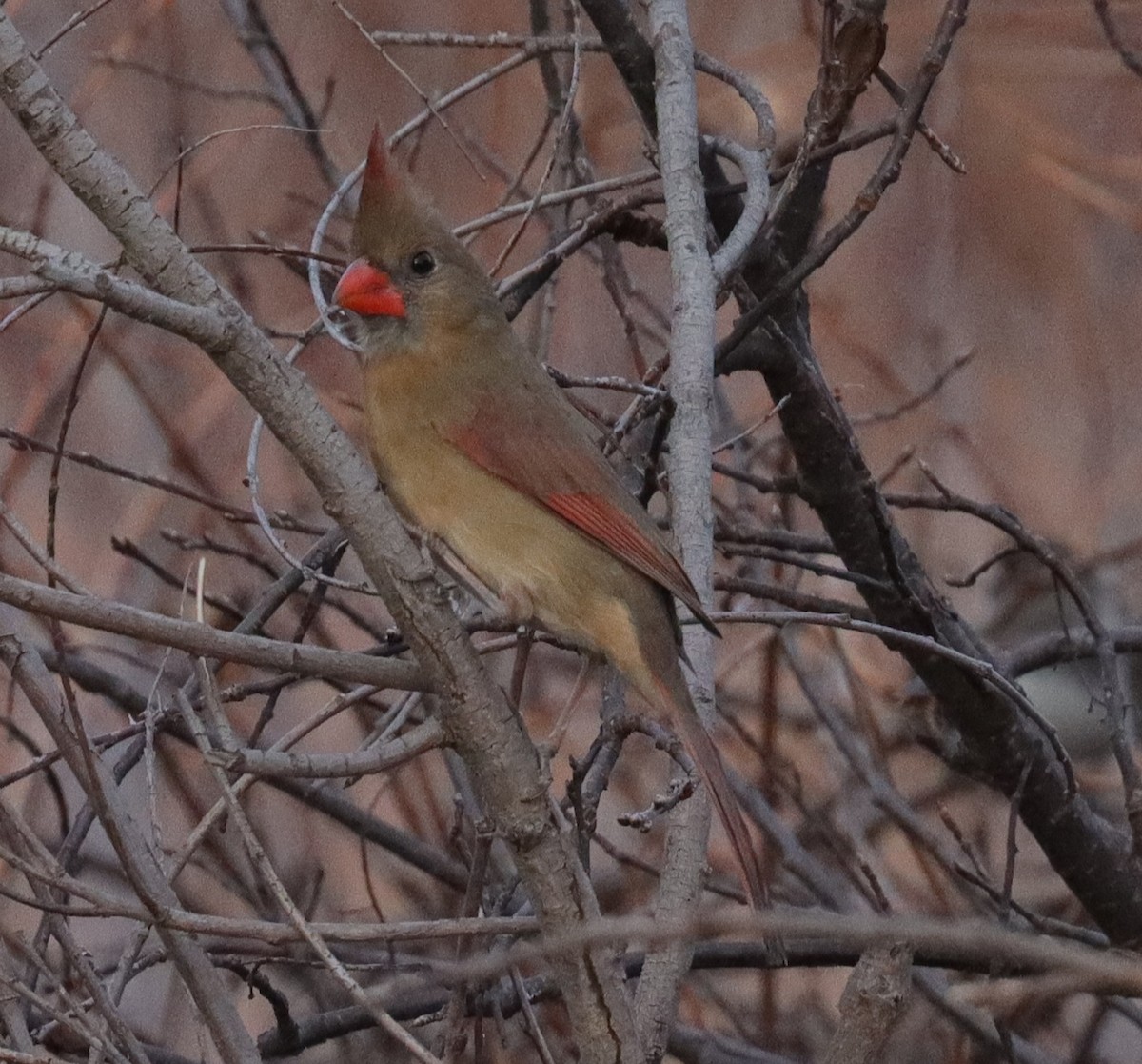 Красный кардинал - ML647740046