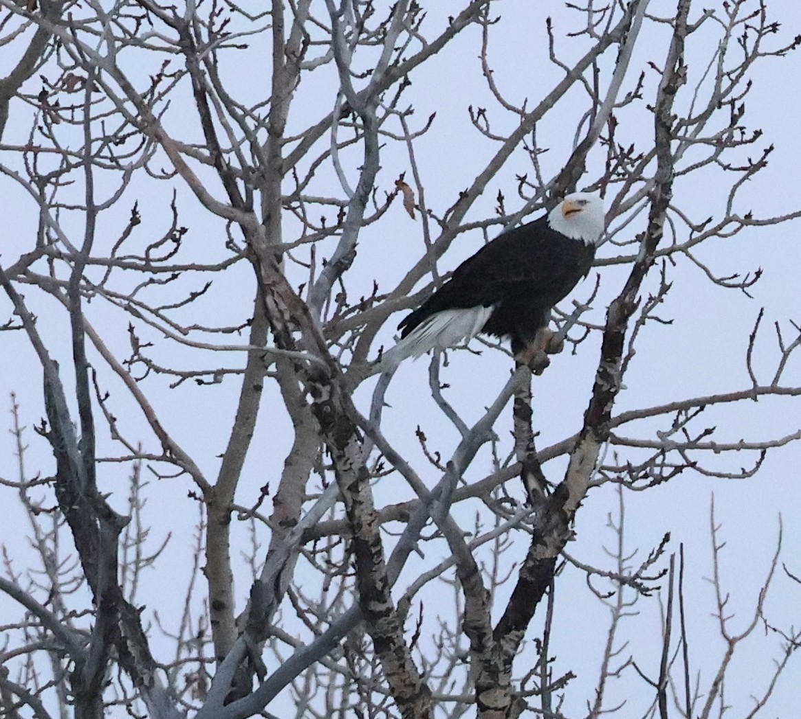 Itsas arrano buruzuria - ML647740049