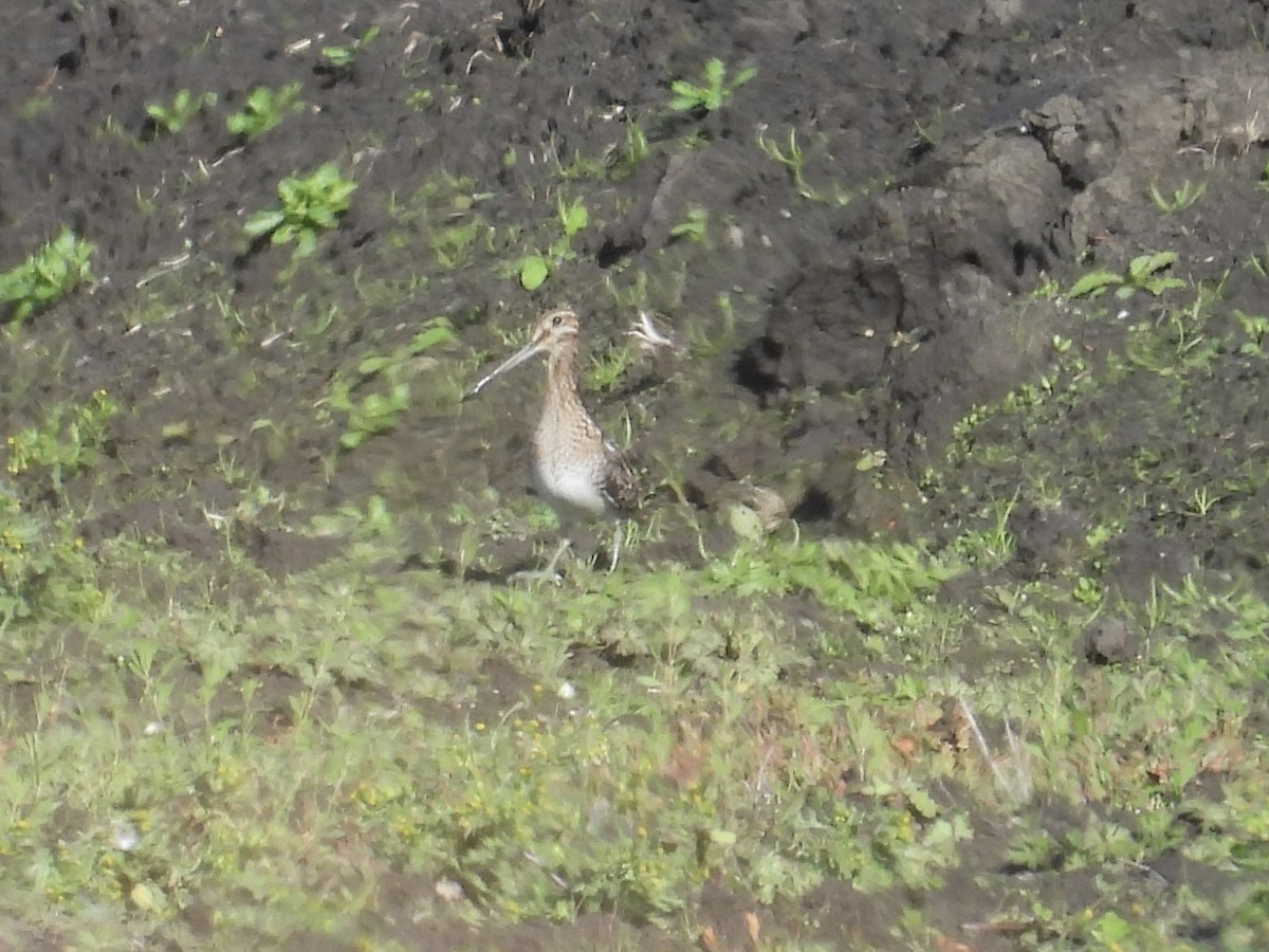 Wilson Suçulluğu - ML647740061