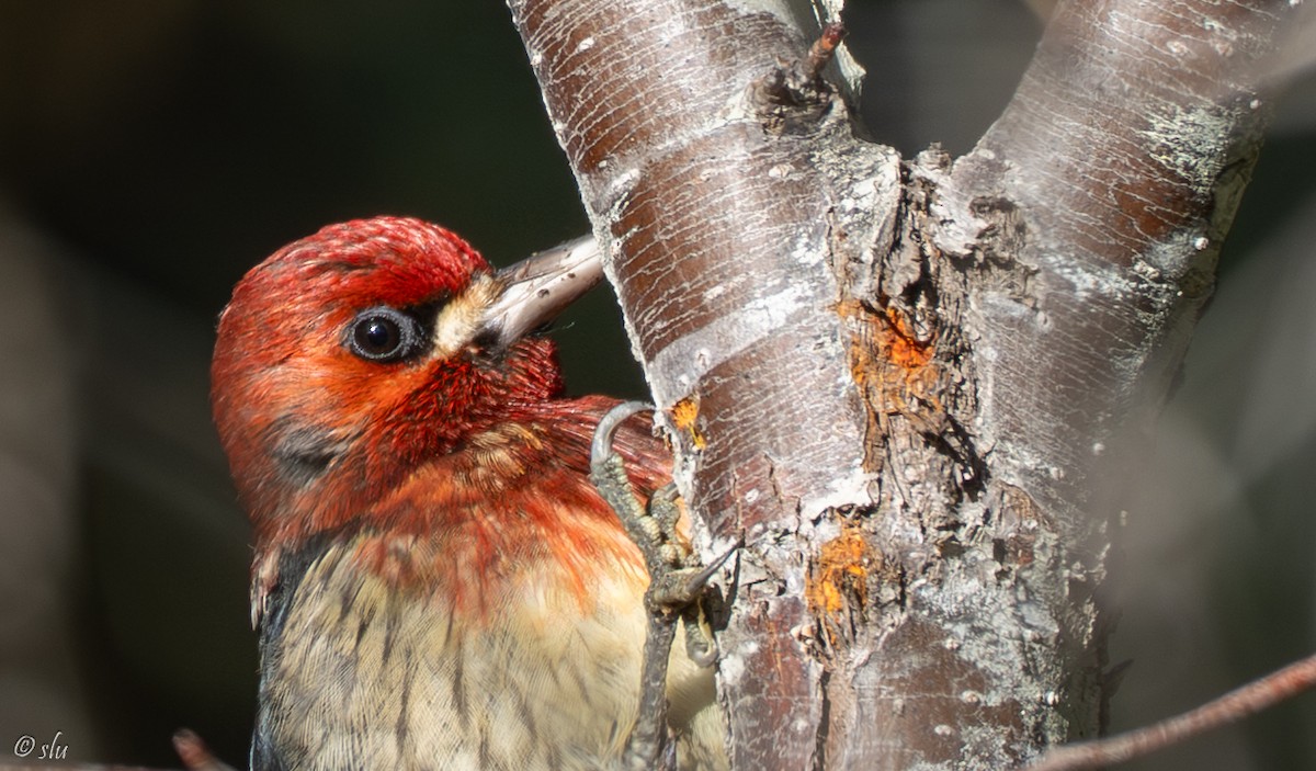 Pic à poitrine rouge - ML647740066