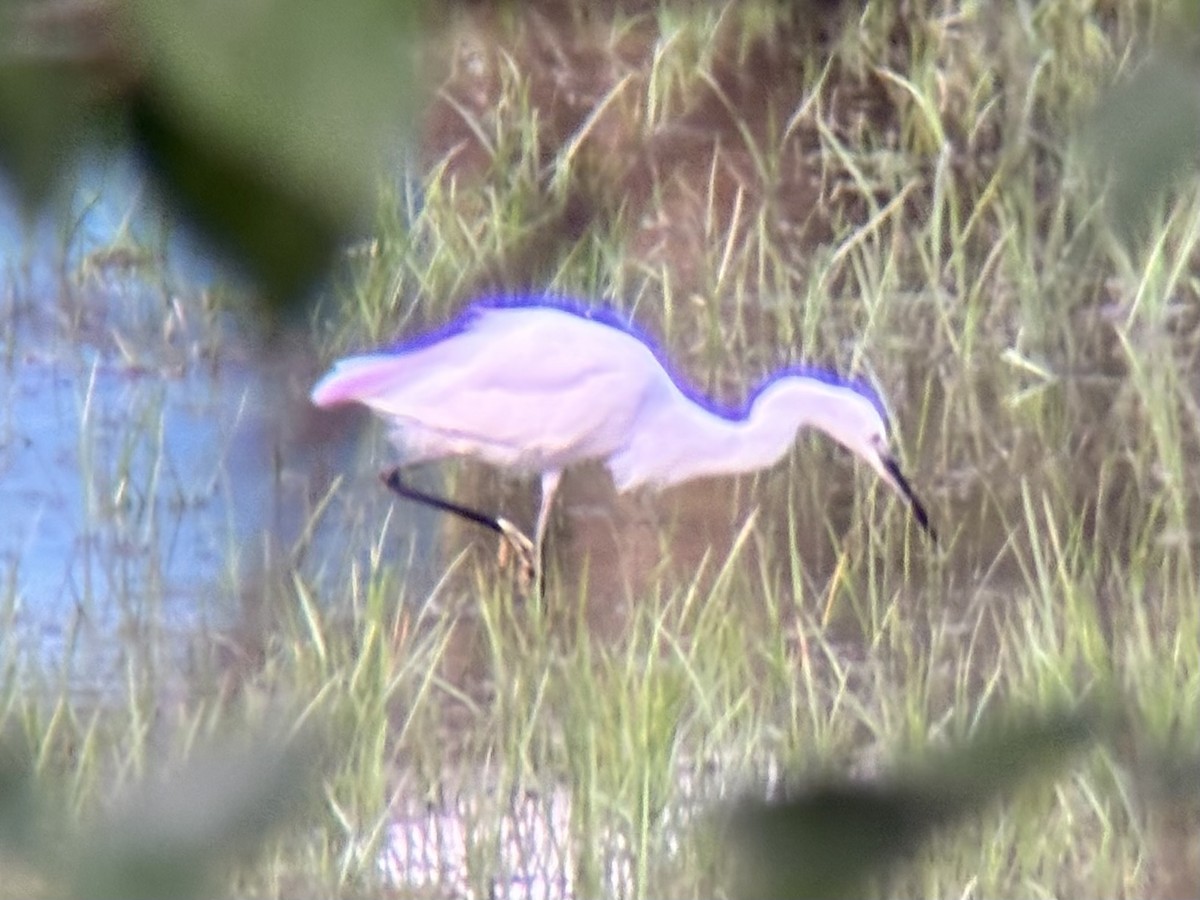 Little Egret - ML647740069