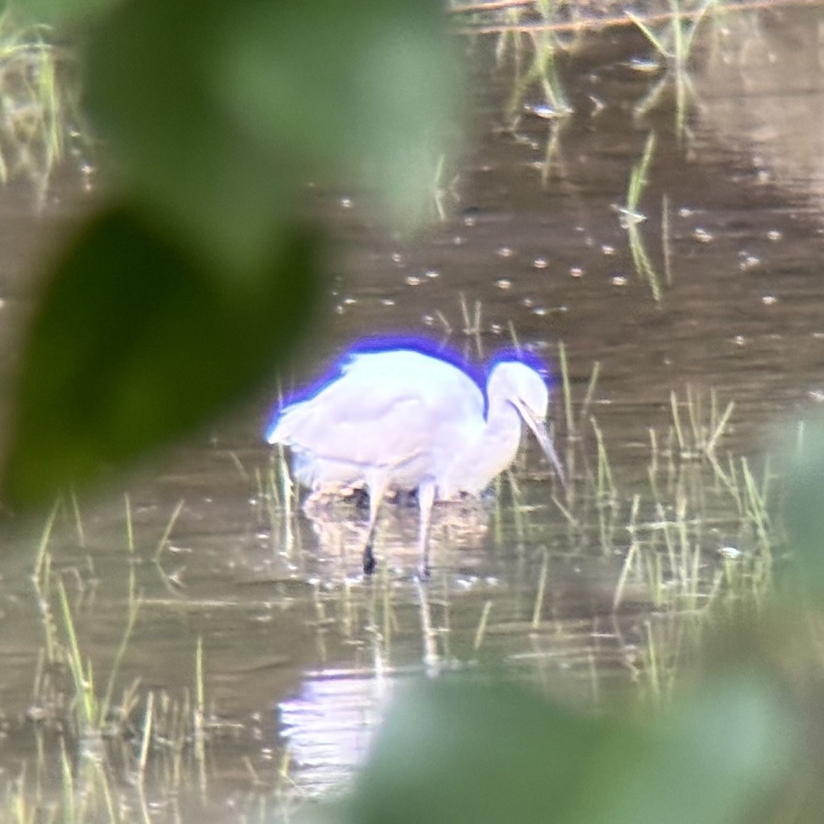 Little Egret - ML647740070